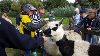 Die Silberreiher auf ihrem Ostseelager